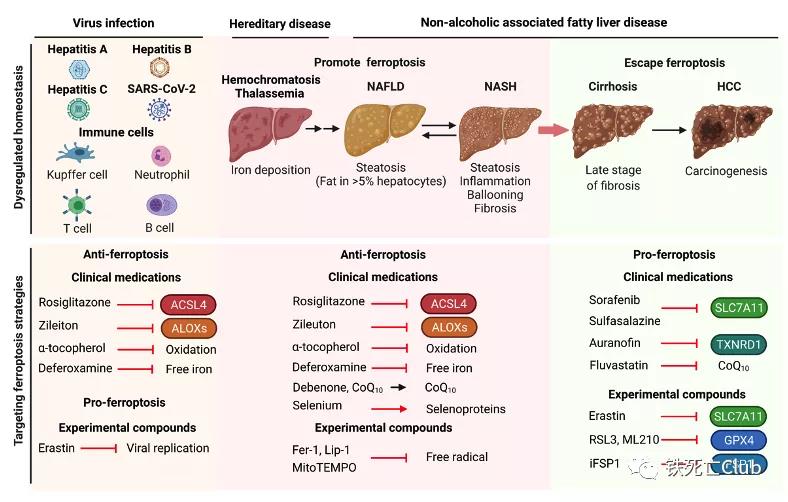 celldeathdifferentiation丨闵军霞王福俤团队靶向铁死亡诊治肝病新